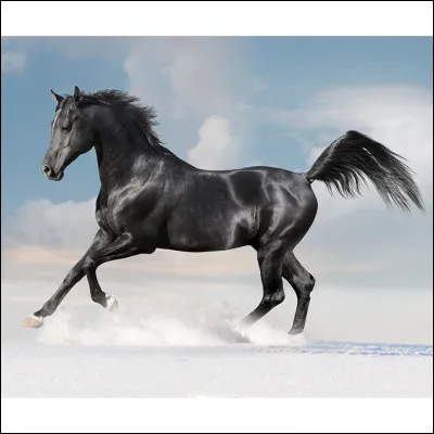 Quelle est la couleur de ce cheval ?