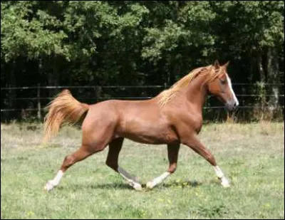 À quelle allure va ce cheval ?