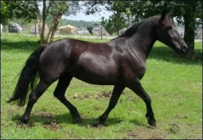 À quelle allure va ce cheval ?