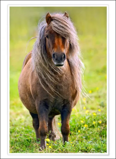 Est-ce un cheval ou un poney ?