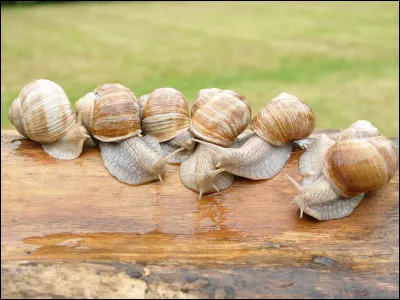 Par quel mot désigne-t-on l'élevage des escargots ?