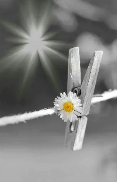 Qui a inventé la pince à linge ?