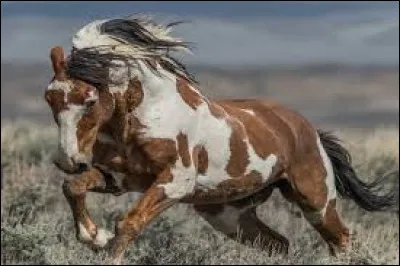 Celui-ci est magnifique.