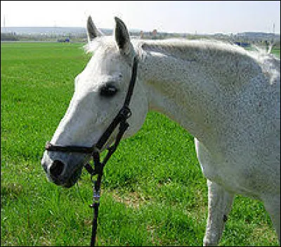 Je l'aurais appelé Neige.