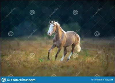 Quels sont les caractères principaux de la robe crème ?