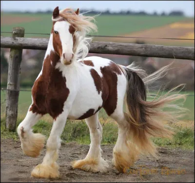 La robe alezan pie est courante chez les chevaux de quelle nationalité ?