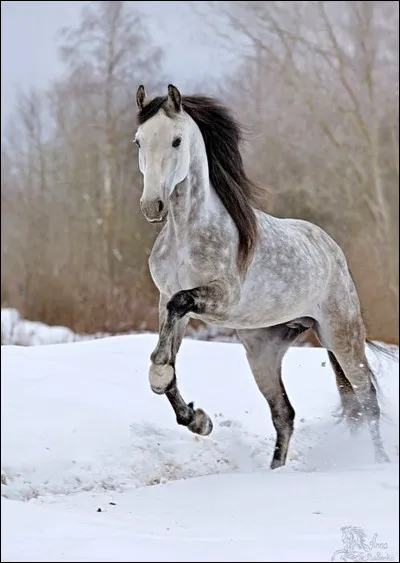 Quels sont les caractéristiques principaux des chevaux ou poneys à robe grise ?