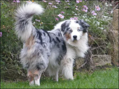 Quel est le nom de ce chien ?