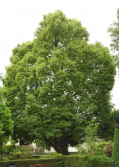 Quel est cet arbre dont les fleurs odorantes sont utilisées en infusions apaisantes et calmantes ?