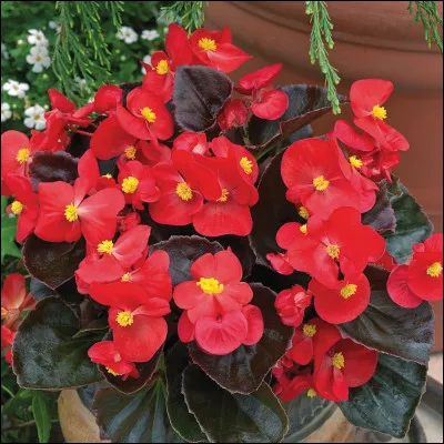 Si on vous fait remarquer que "vous charriez dans les b&eacute;gonias", c'est que vous...