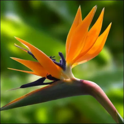 Ne vous m&eacute;prenez pas, il s'agit bien d'une fleur. Comment se nomme-t-elle ?