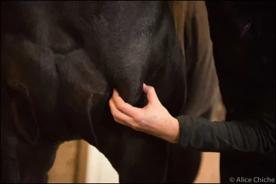 Il existe des massothérapeutes pour chevaux.