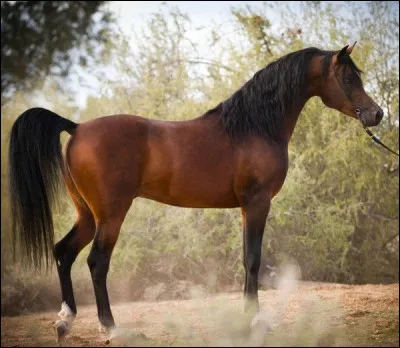 Pourquoi les arabes sont-ils de bons chevaux pour des performances en liberté ?