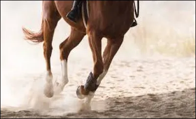 Il n'y a aucun muscle sur les jambes d'un cheval.