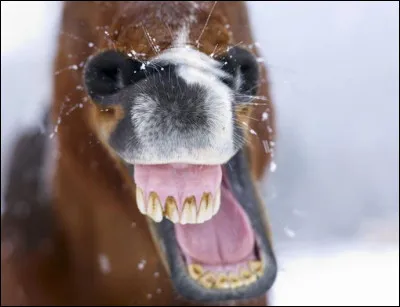 Combien de dents, au maximum, un étalon peut-il posséder ?