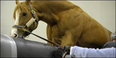 Le temps d'accouplement varie-t-il avec l'âge des chevaux ?