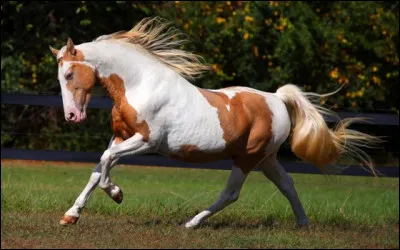 Quelle robe existe réellement dans les choix suivants ?