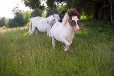 Quelle est la plus petite race de cheval ?
