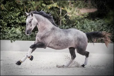 Combien y a-t-il d'allures principales ?