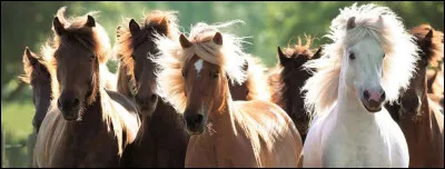Existe-t-il encore des chevaux réellement sauvages ?