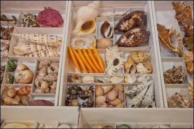 Par quel mot désigne-t-on la collection de coquillages ?