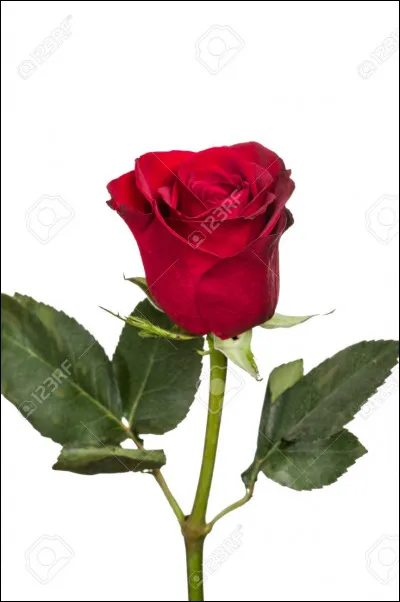 Dans La Belle et la Bête', pourquoi le monstre a-t-il peur que toutes les pétales tombent ?