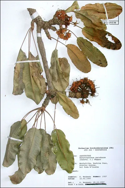 Qu'a inventé Gichin Funakoshi ?