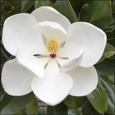 Les fleurs du magnolia grandiflora sont très grandes, blanches et parfumées ; elles entrent donc dans la composition de nombreux parfums. Durant quelle saison la floraison de cet arbre survient-elle ?