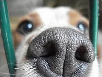 Le nez correspond à l'évolution de la truffe, encore adoptée par de très nombreux mammifères de nos jours qui conservent une truffe humide. Lequel de ces termes décrit également la truffe ?