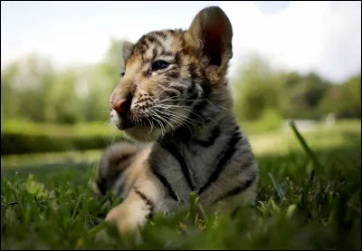 Quel animal aimerais-tu avoir ?