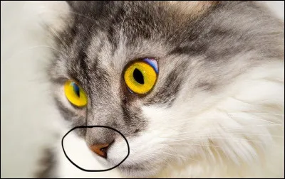 C'est un homonyme en rapport avec la partie entourée du corps de ce chat.