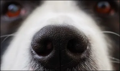 Comment appelle-t-on le nez du chien ?