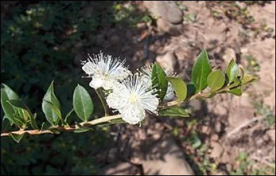 Les Croisés ont rapporté de l'Orient de nombreuses essences venant par exemple du myrte. Pour constituer quel ensemble les Juifs utilisent-ils cette plante odorante vers septembre ?