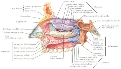 En s'aventurant un peu plus en profondeur, on débouche sur une grande cavité, nommée à juste titre la cavité nasale. Creusée à l'intérieur même du massif facial, celle-ci communique à la fois avec le cerveau, le pharynx, les sinus, et même l'orbite. Connaissez-vous le nom de ce sinus que l'on voit en orange clair sur l'image ?