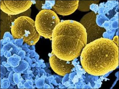 La cavité nasale est recouverte d'un second type de muqueuse qu'on appelle la muqueuse respiratoire. Cette dernière est très vascularisée, permettant le réchauffement et l'humidification de l'air inspiré, qui est filtré grâce aux nombreux cils et cellules à mucus présents à la surface de l'épithélium, assurant ainsi une barrière immunitaire, notamment contre Staphylococcus aureus, appelé aussi...