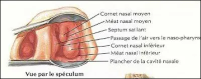 La cavité nasale est partiellement cloisonné par des os que l'on appelle les cornets, au nombre de 3. Ils permettent d'éviter l'écoulement de l'air par les narines et peuvent adapter leur forme en fonction des conditions climatiques et des besoins du corps. Lors d'une course, les cornets vont se rétrécir pour permettre une plus grande absorption de l'air par exemple. Une résection des cornets peut provoquer...