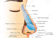 Anatomie et physiologie du nez