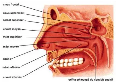 Laquelle de ces fonctions n'est pas assurée par le nez ?