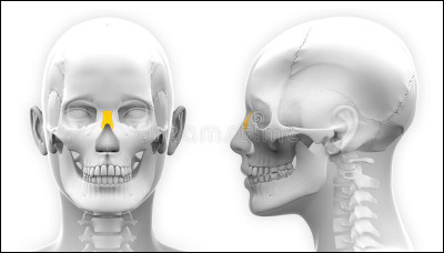 Quelle sorte d'os est l'os nasal ou os propre du nez ?
