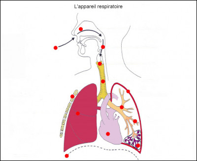 De quelle structure les fosses nasales sont-elles suivies pour acheminer l'air dans les voies respiratoires ?
