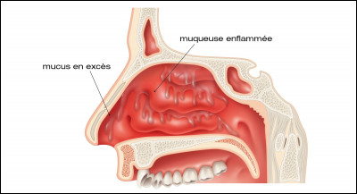Quel est le rôle du mucus qui tapisse la cavité nasale ?
