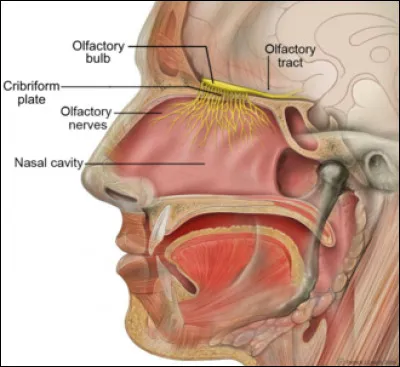 Le nerf olfactif qui véhicule l'odorat est un nerf...