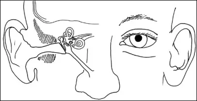 Quel conduit relie l'oreille moyenne à l'arrière-nez (nasopharynx) ?
