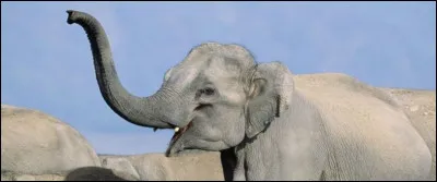 La trompe de l'éléphant est née de la fusion de son appendice nasal avec sa lèvre supérieure. Ce nez évolué lui permet notamment de sentir les odeurs avec une acuité hors norme ou de se défendre contre les prédateurs. De combien de muscle(s) est-elle composée ?