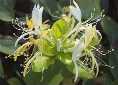 Quel est le nom de cette plante aux petites fleurs qui éclosent à la fin de l'hiver et ont un parfum puissant, aux notes de jasmin ?