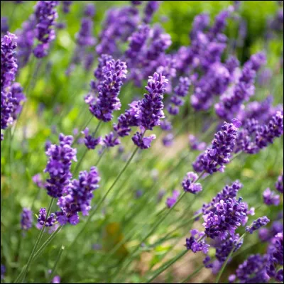 Comment s'appelle cette fleur le plus souvent mauve, originaire des régions méditerranéennes, au parfum frais, pur et aromatique ?