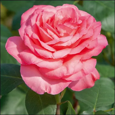 Comment s'appelle cette fleur, symbole de l'amour et qui a un parfum subtil ?