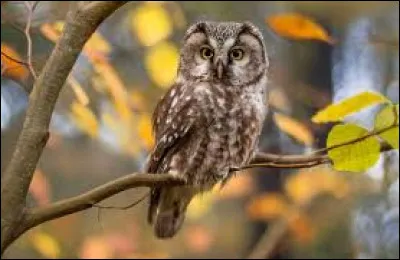 Quels animaux d&eacute;testes-tu le plus ?