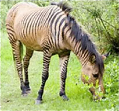 Quel est cet animal issu du croisement d'un zèbre et d'une jument ?