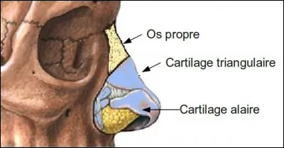 Poursuivons autour de l'anatomie du nez. Savez-vous comment s'appelle l'os situé dans la partie postérieure du nez reliant les fosses nasales aux orbites ?